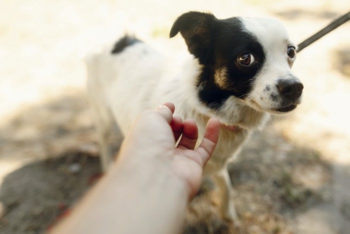 触ろうとする人の手を嫌がる白黒の犬