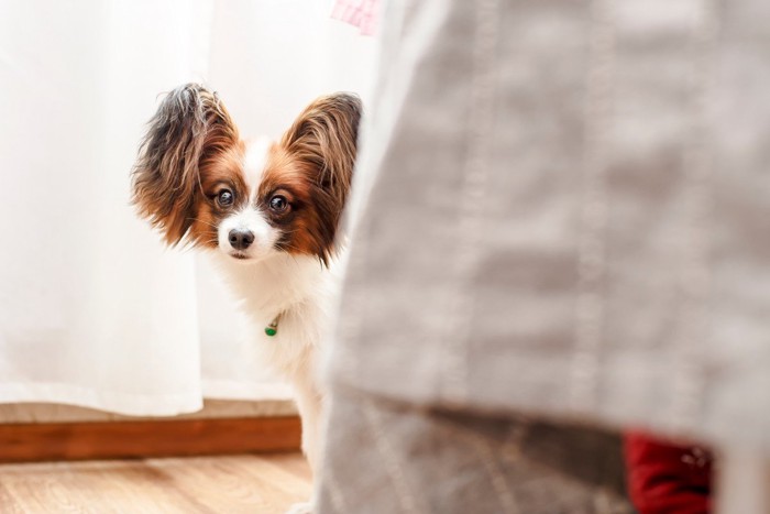 不安そうな犬