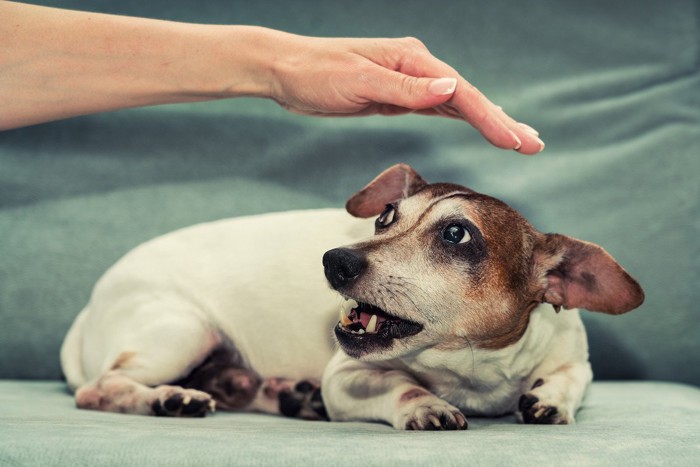 触ろうとする手とふせる犬