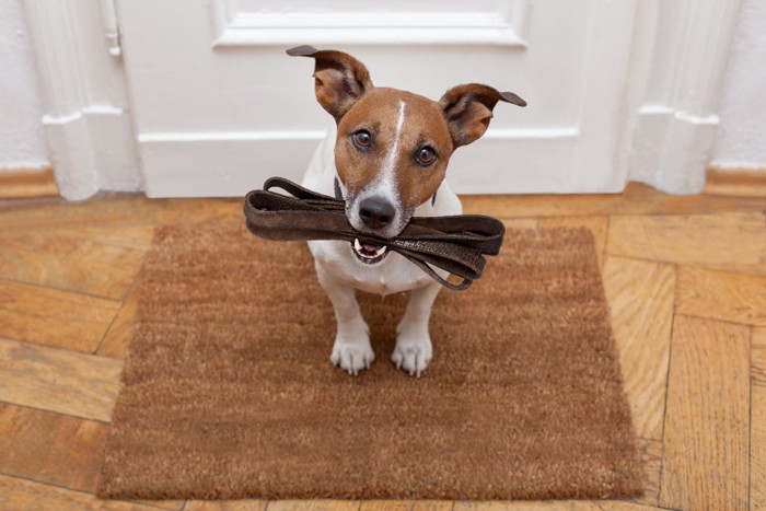 リードをくわえてドアの前に座る犬