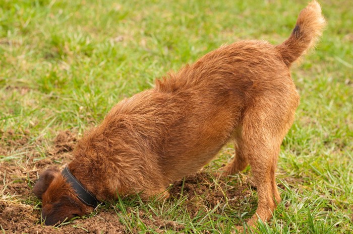 地面の穴に顔を入れる犬