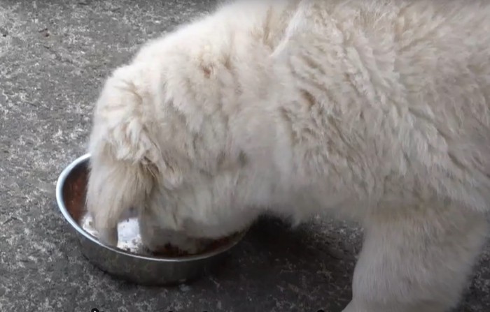 お皿に顔を入れる犬