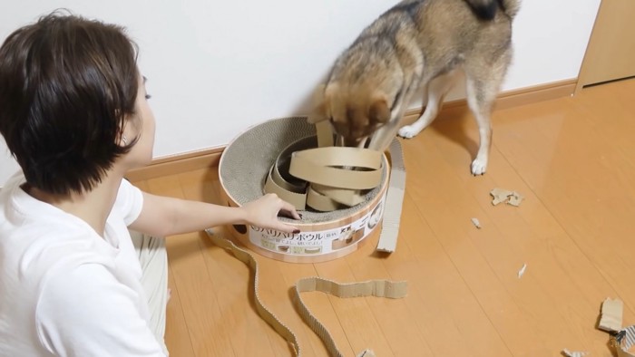 爪とぎを壊すおはぎちゃん2