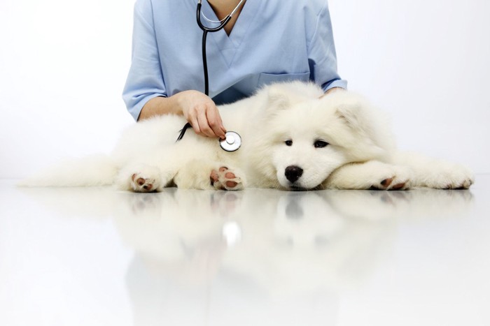 診察中の白い犬