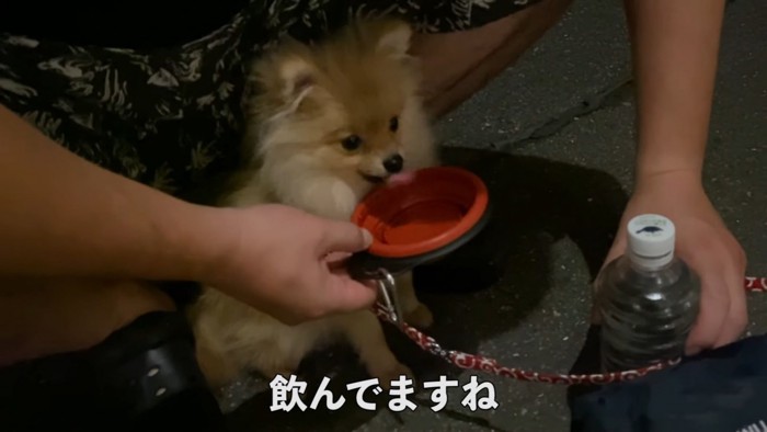 皿から水を飲む犬