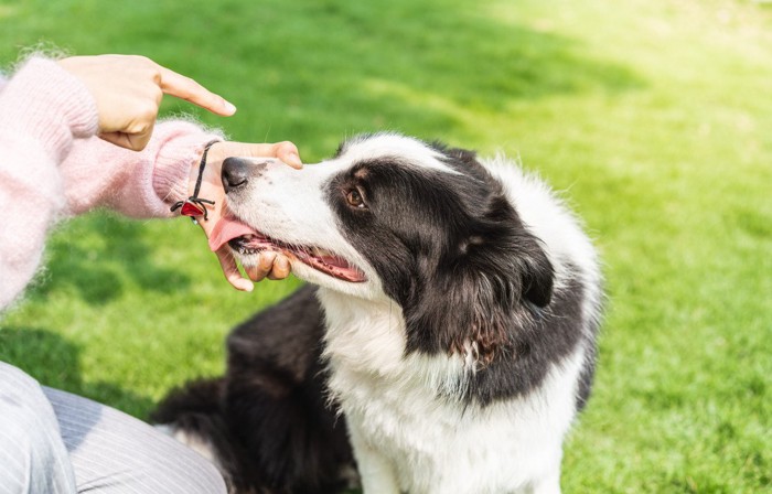 犬を叱りつける