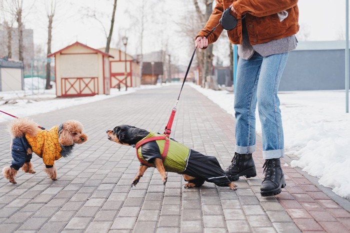 散歩中に他の犬に威嚇する犬