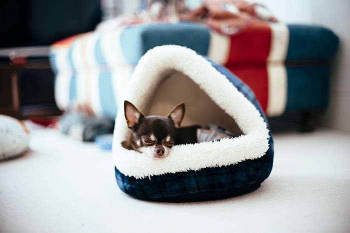 室内用の犬小屋の中の犬