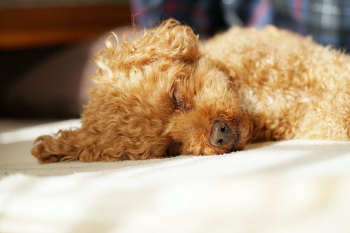 気持ちよさそうに眠るトイプードル