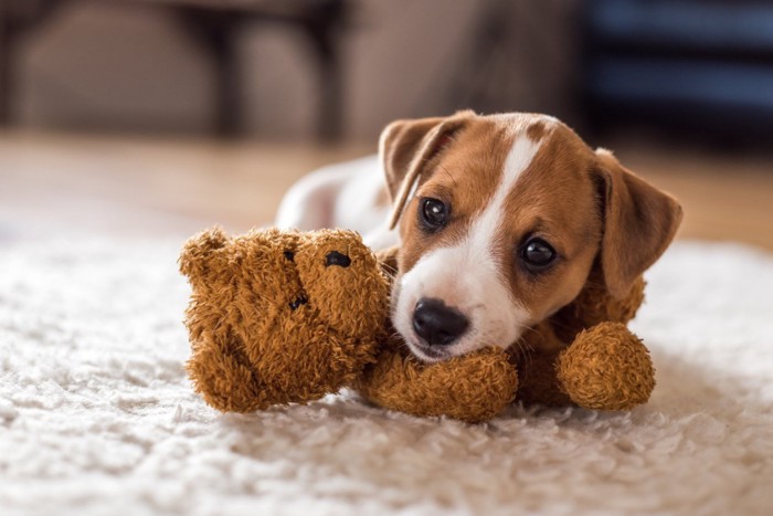 ぬいぐるみに乗っかる子犬