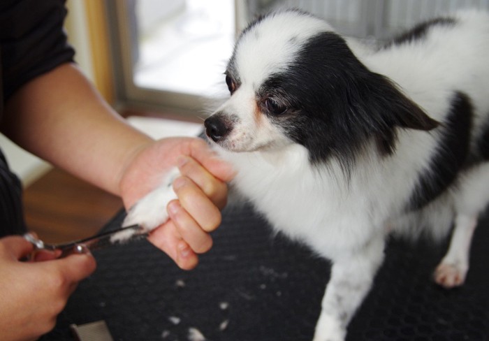 トリミング中の犬