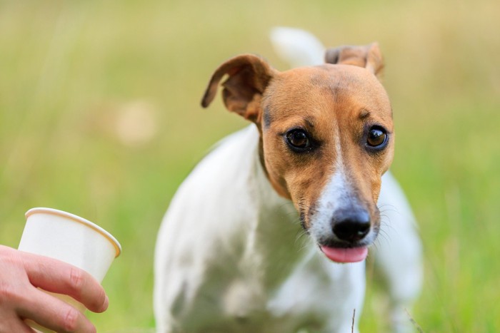 紙コップを持つ手、舌を出す犬