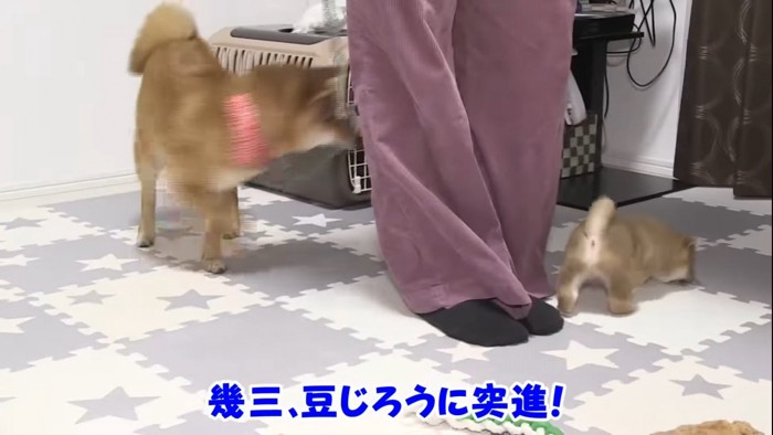 先住犬に突進する子犬