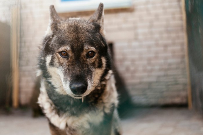 耳を後ろにキュッと向けた犬