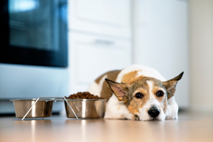 食欲がない犬