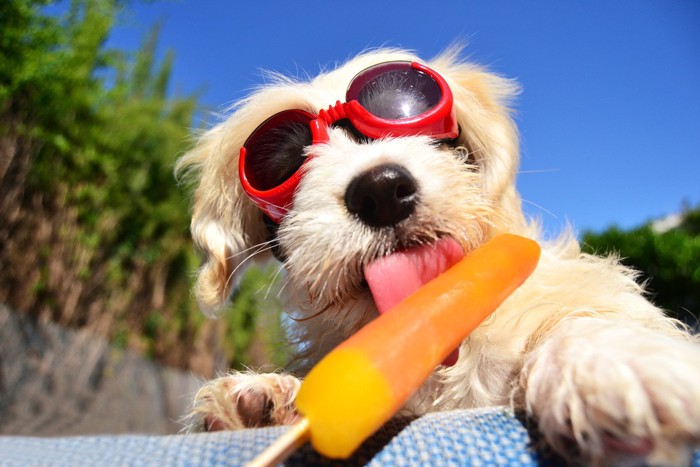 アイスを食べる犬