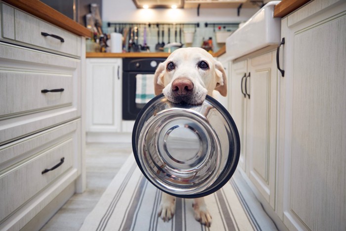 お皿をくわえる犬