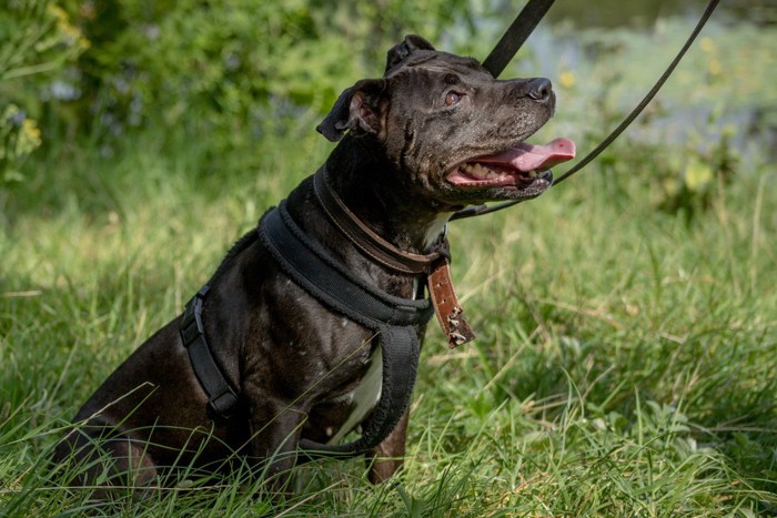 ダブルリードで座っている笑顔の黒い犬