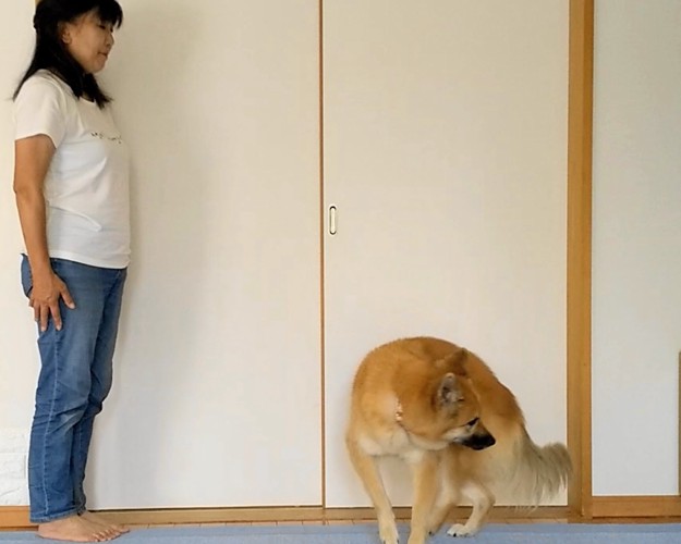 ;スビンの掛け声に反応して犬がくるりとまわる