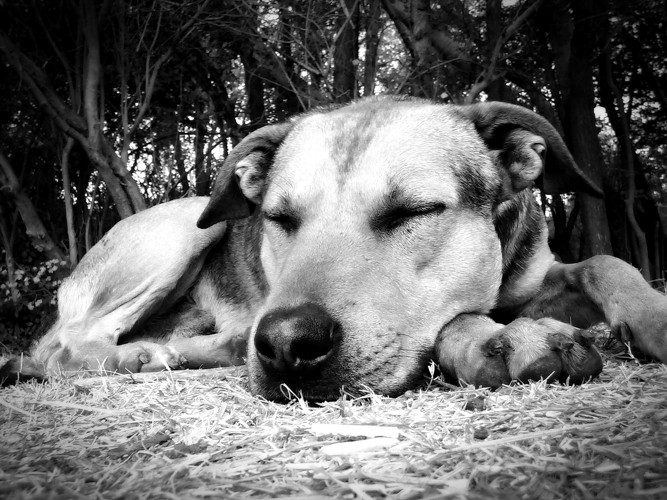 アナフィラキシーでぐったりした犬