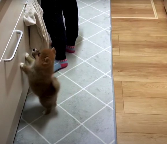 キッチンに足をかける子犬
