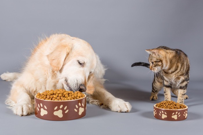 並んでごはんを食べるゴールデンと猫