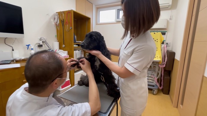 爪切りを嫌がるルークちゃん