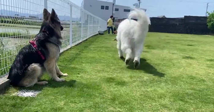 離れていくグレートピレニーズさん