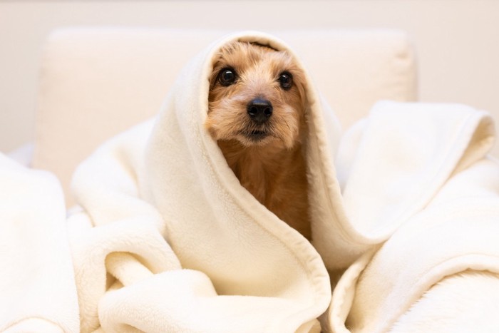 毛布をかぶっている犬