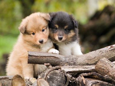 木材と２匹のシェットランドシープドッグの幼犬