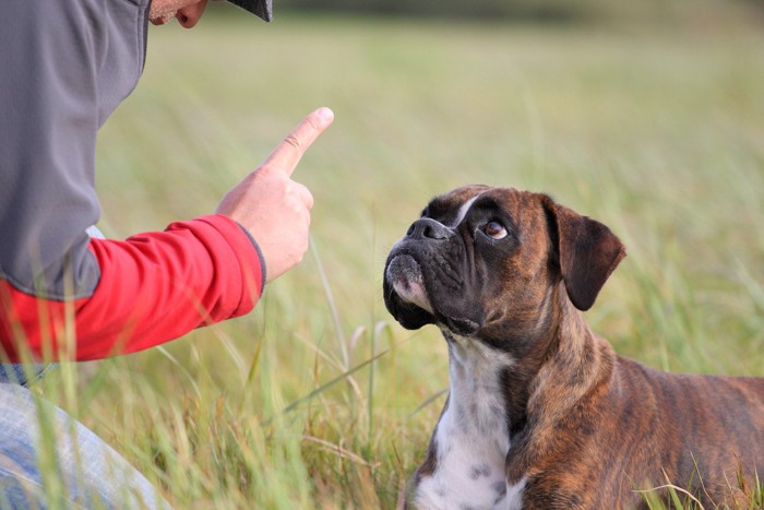 しつけをされる犬