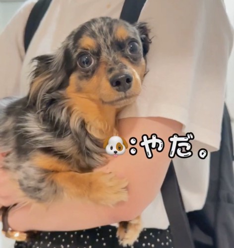 前足でしがみつく犬