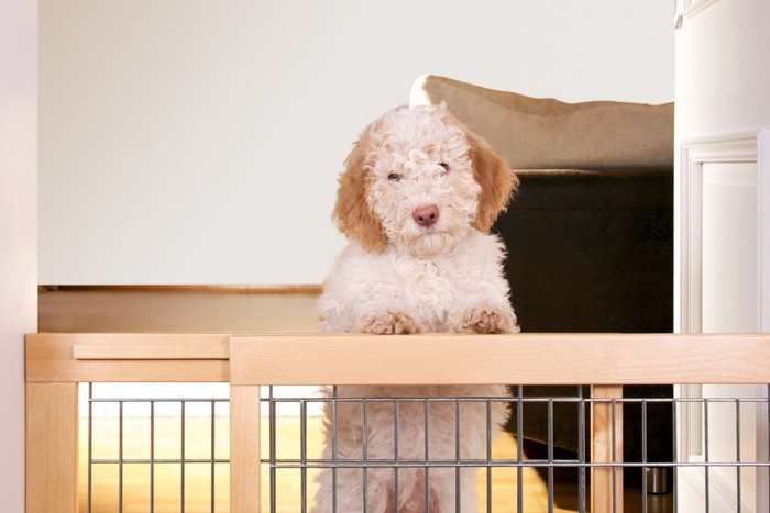 仕切りに手をかけて立つ子犬