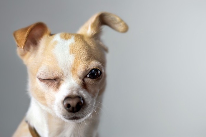 片眼を開けている犬