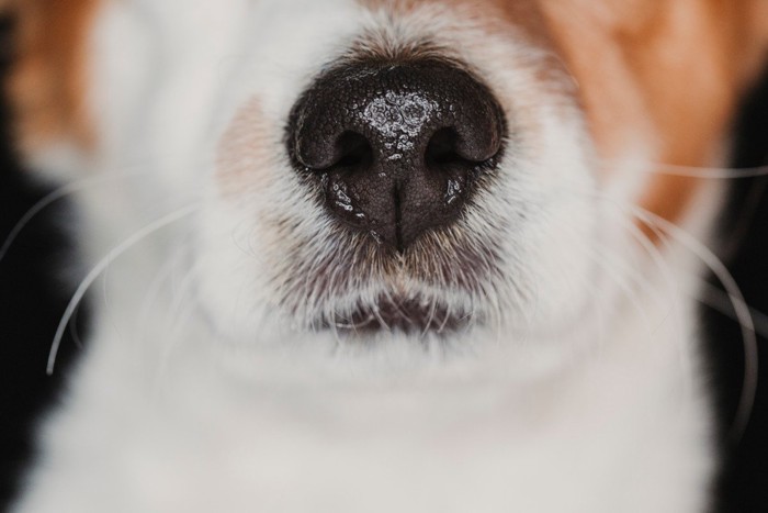 鼻水が垂れそうな横から見た犬の鼻