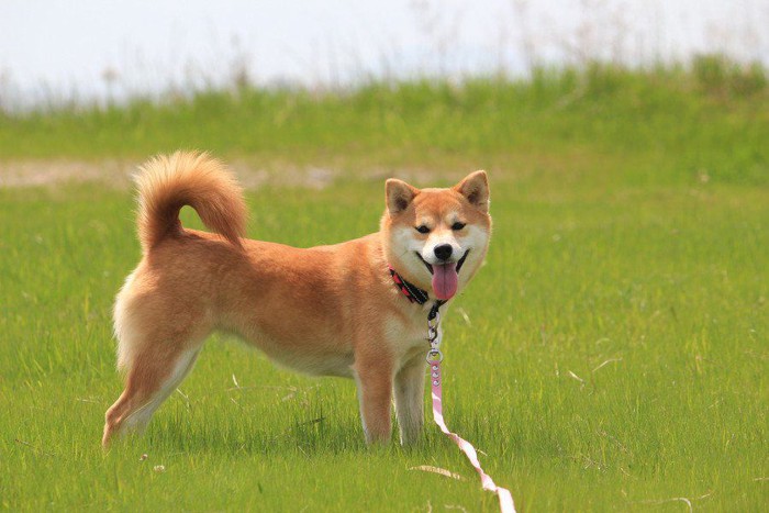 芝生の上の柴犬