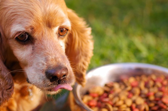 食事前の犬