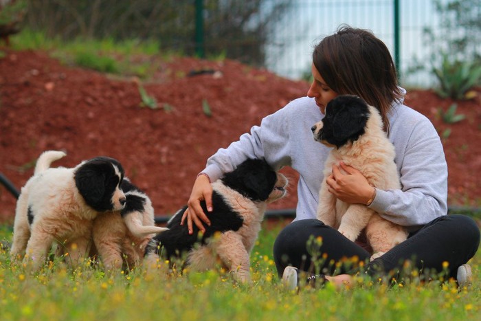 ランドシーア子犬のお世話をする女性