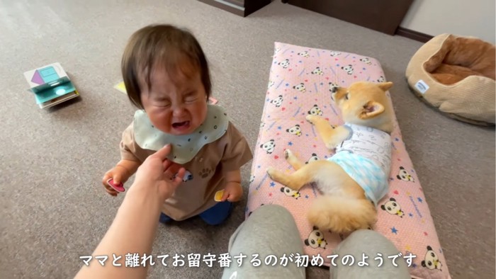 泣く赤ちゃんと寝そべる犬