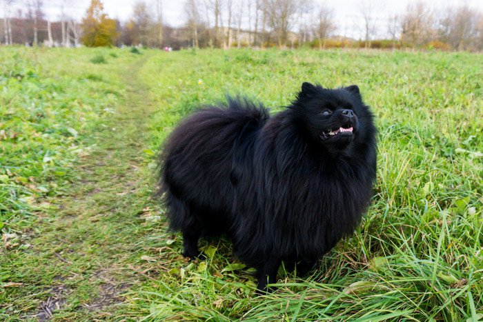 黒ポメの成犬の写真