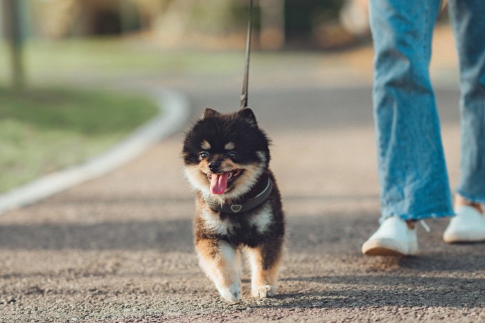 散歩する子犬