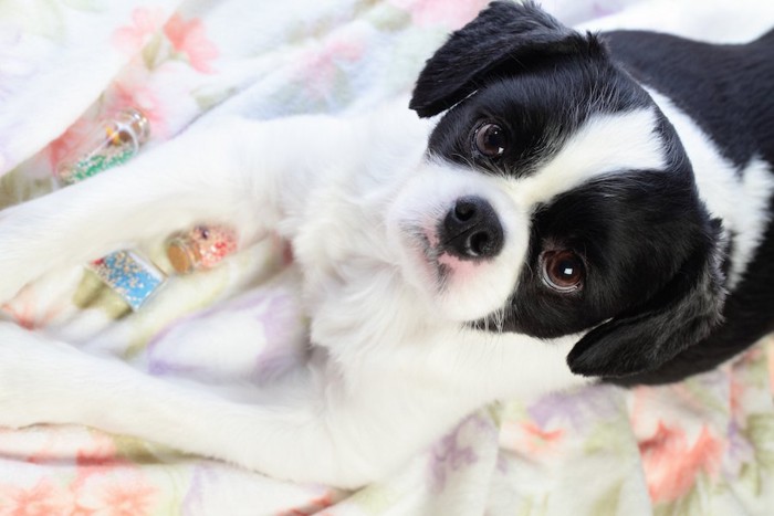 伏せをしてこちらを見上げる犬