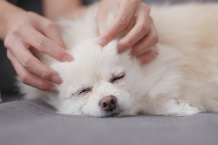 触れられて気持ちよさそうな犬