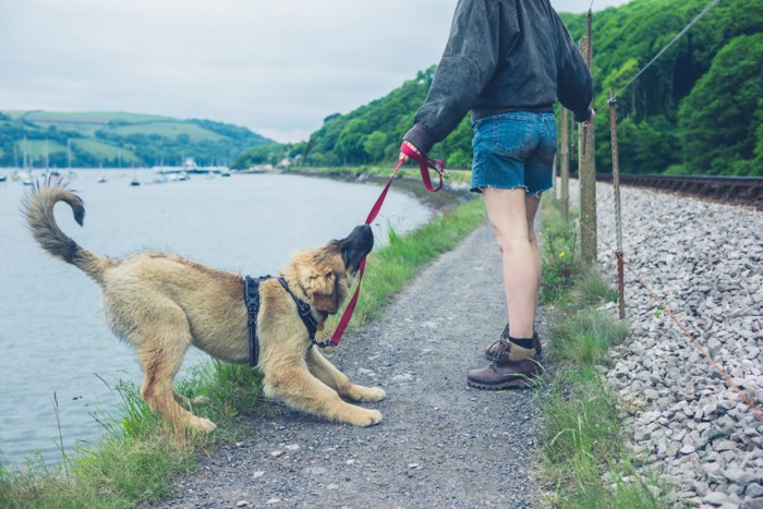 リードを咥えて引っ張る犬