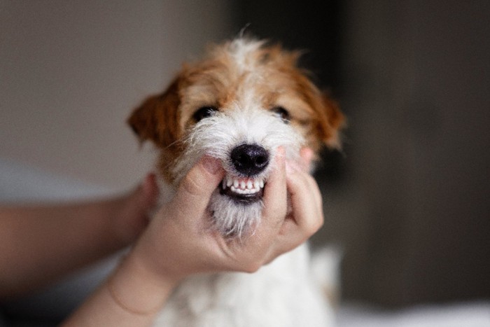 歯を見せられている犬