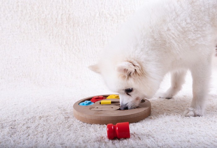 知育玩具で遊ぶ白い犬