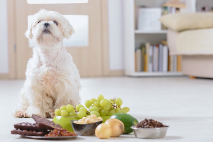 犬に危険な食べ物とマルチーズ