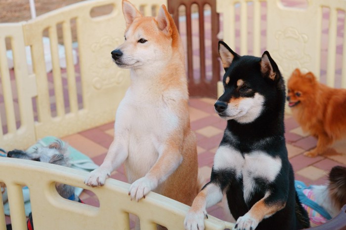 サークルに手をかける柴犬