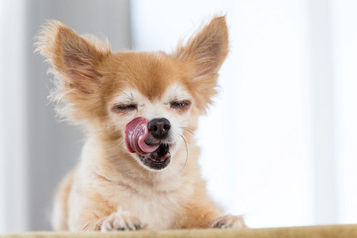 口をなめている犬