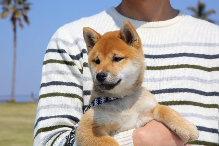 抱っこしてもらう柴犬